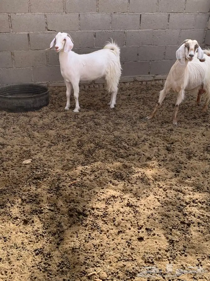 معزا 6 روس والفحل السابع دفيع ومضاريع 7