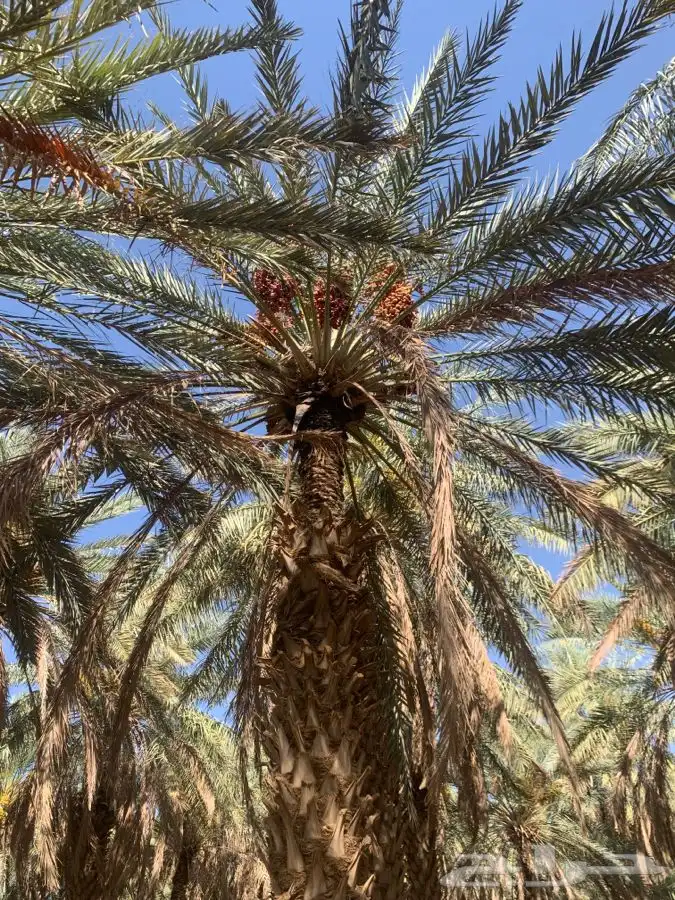 تمر للبيع 0