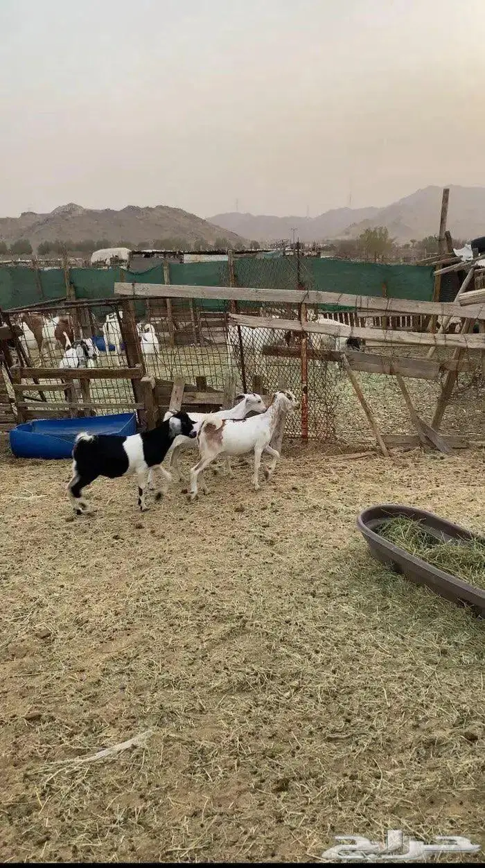 تيس وجفار 4