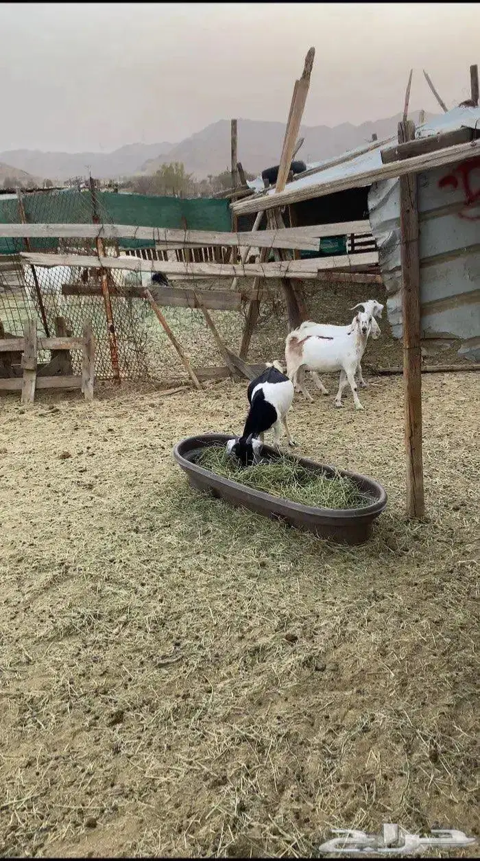 تيس وجفار 2