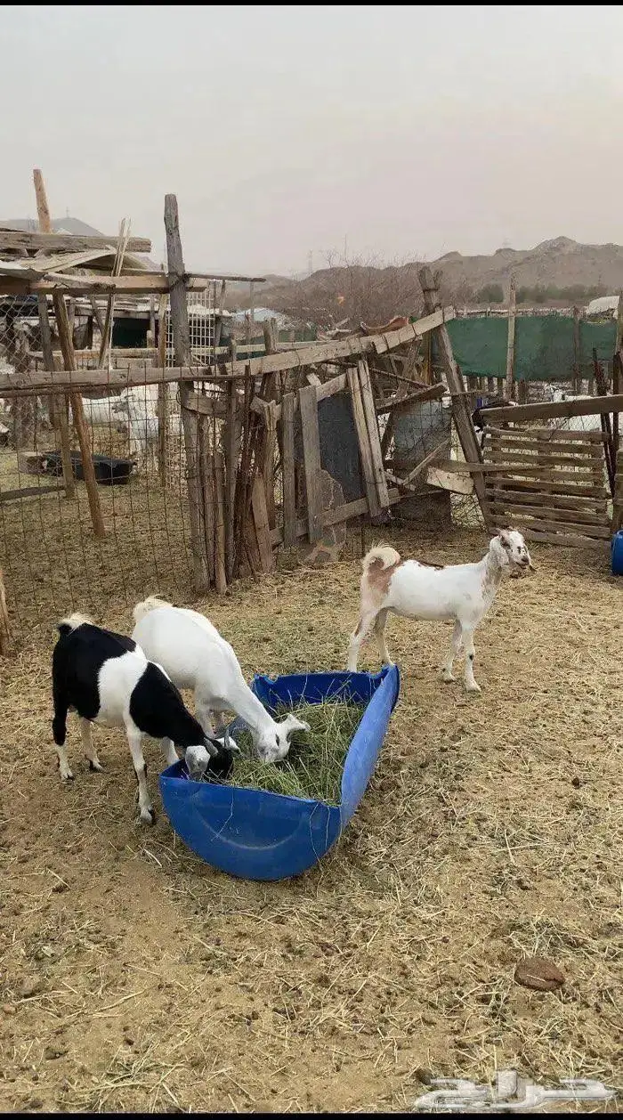تيس وجفار 0