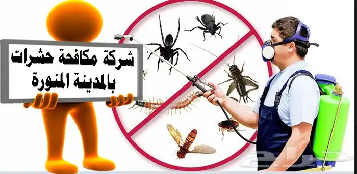 شركة مكافحة الحشرات بالمدينة المنورة 0