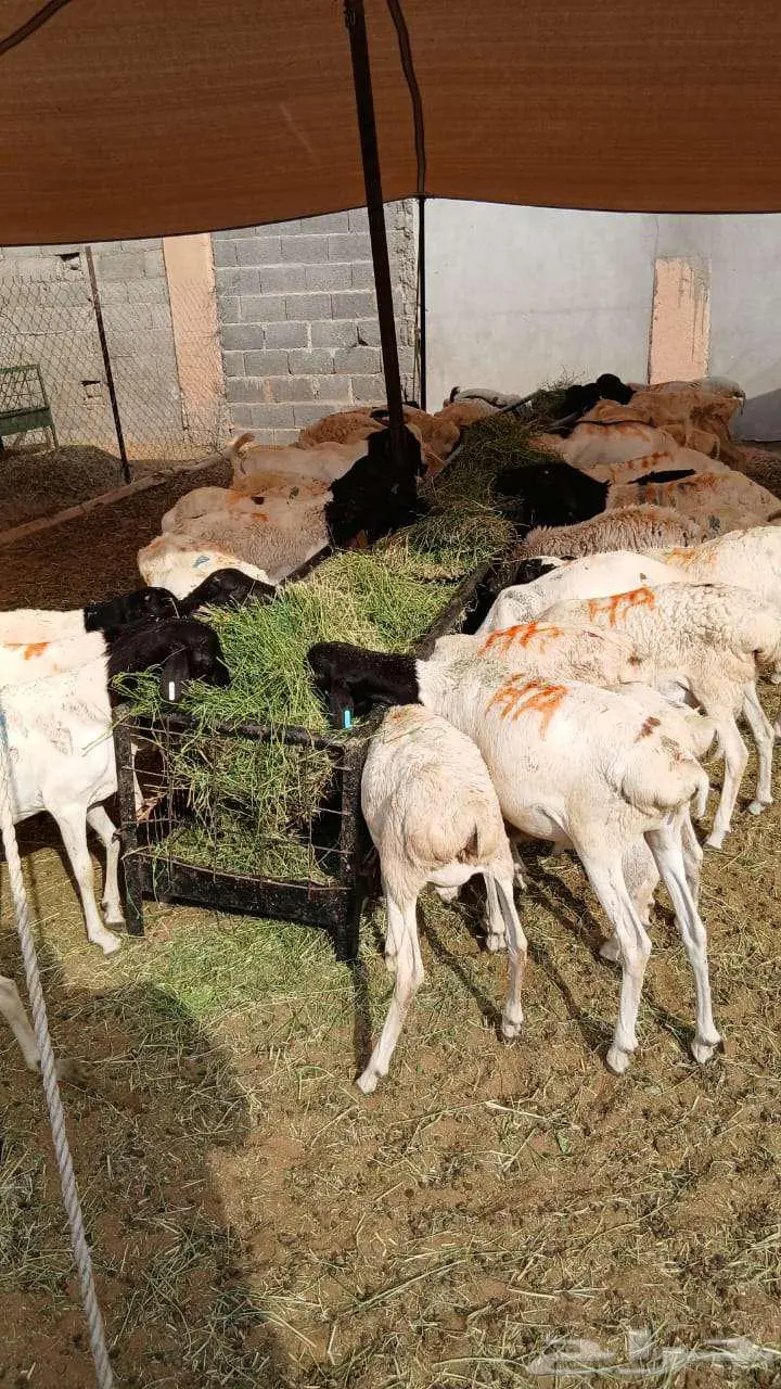 برابر و سواكن مرابي بأسعار تنافسية فرصة لا تفوت لأهل الحلال 0