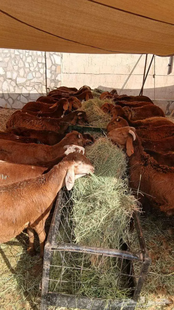 برابر و سواكن مرابي بأسعار تنافسية فرصة لا تفوت لأهل الحلال 2