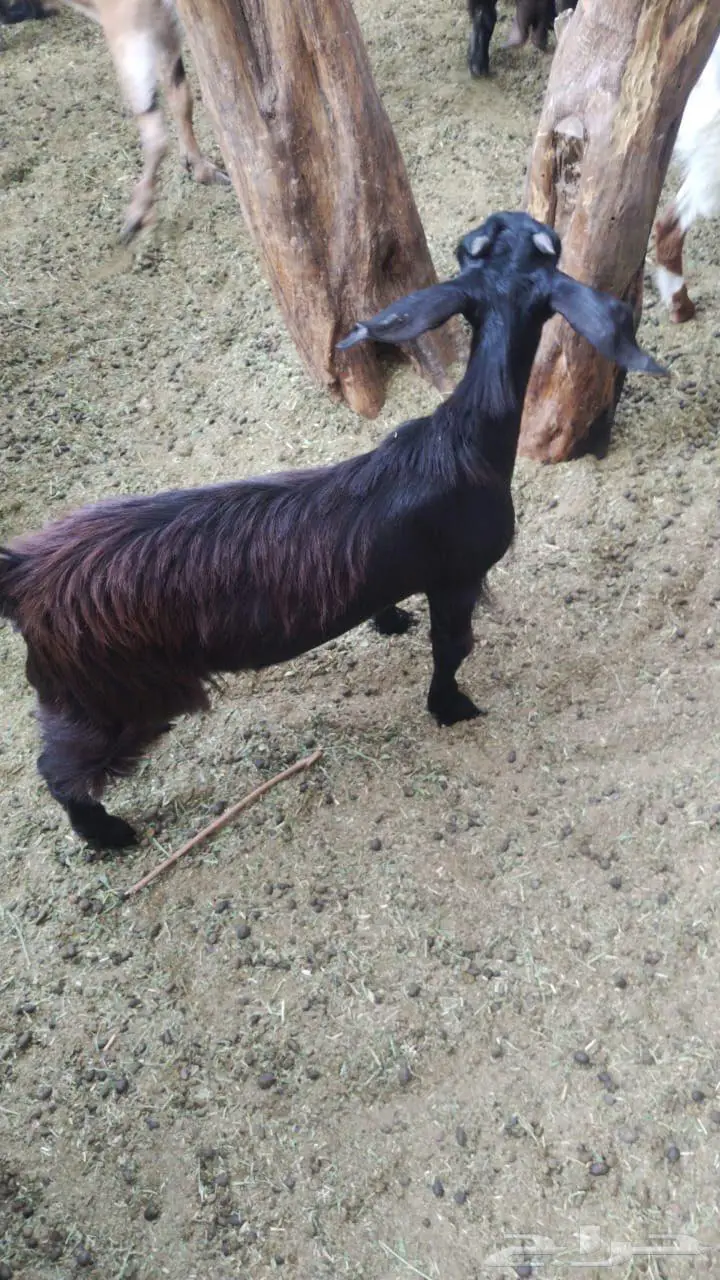 جفره للبيع 2