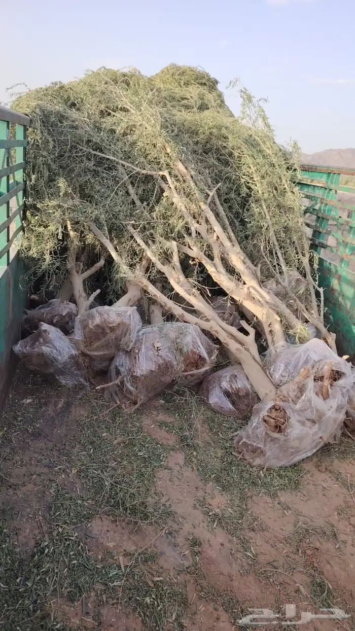 اشجار زيتون 5