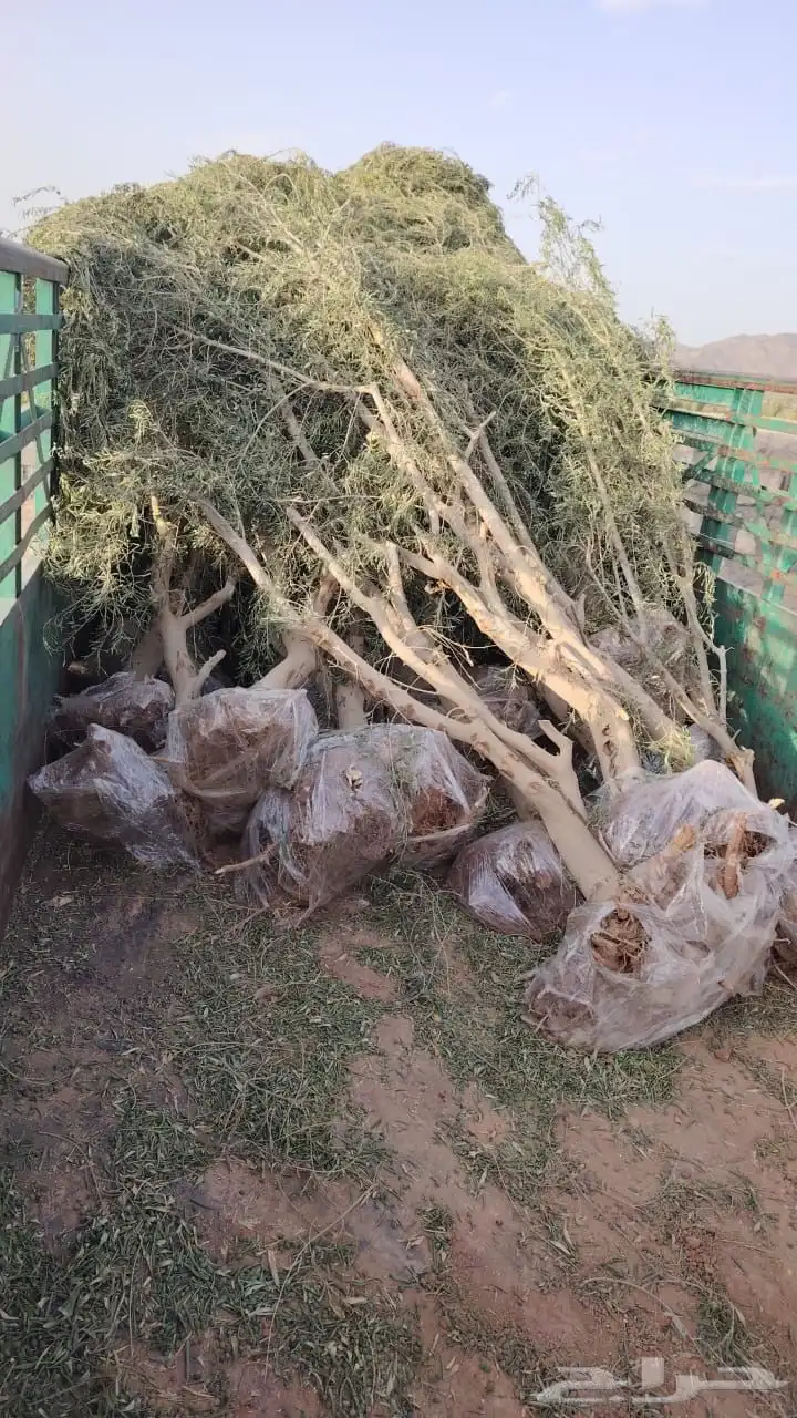 اشجار زيتون 5