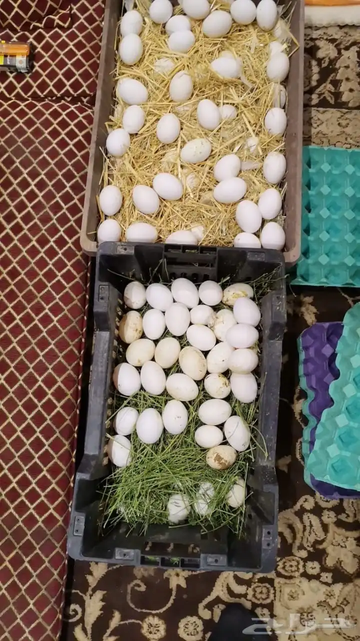 عاجل دجاج بيضا لا حم 5