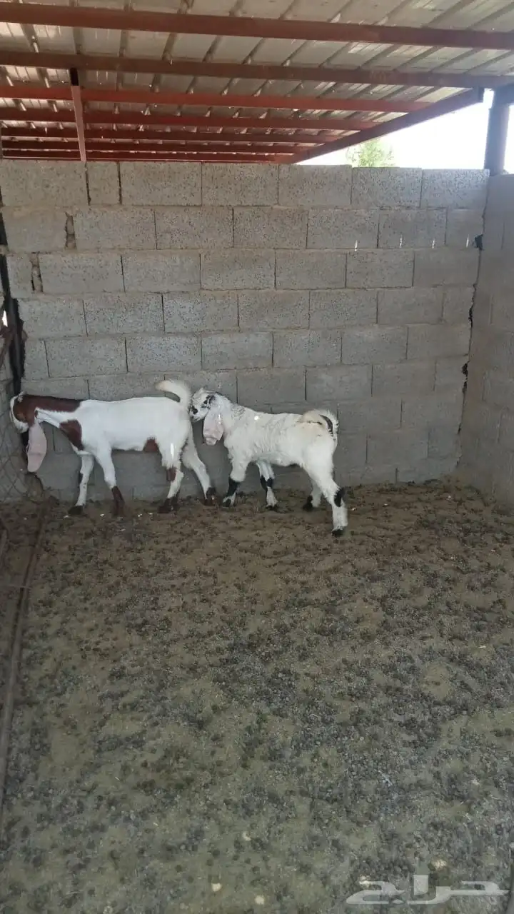 ثلاث تيوس مطوره 1