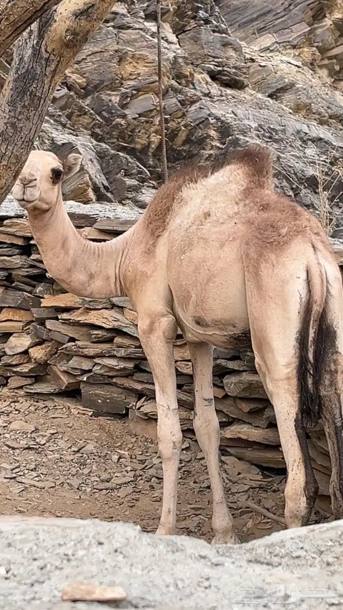 3ابل لقاح 0