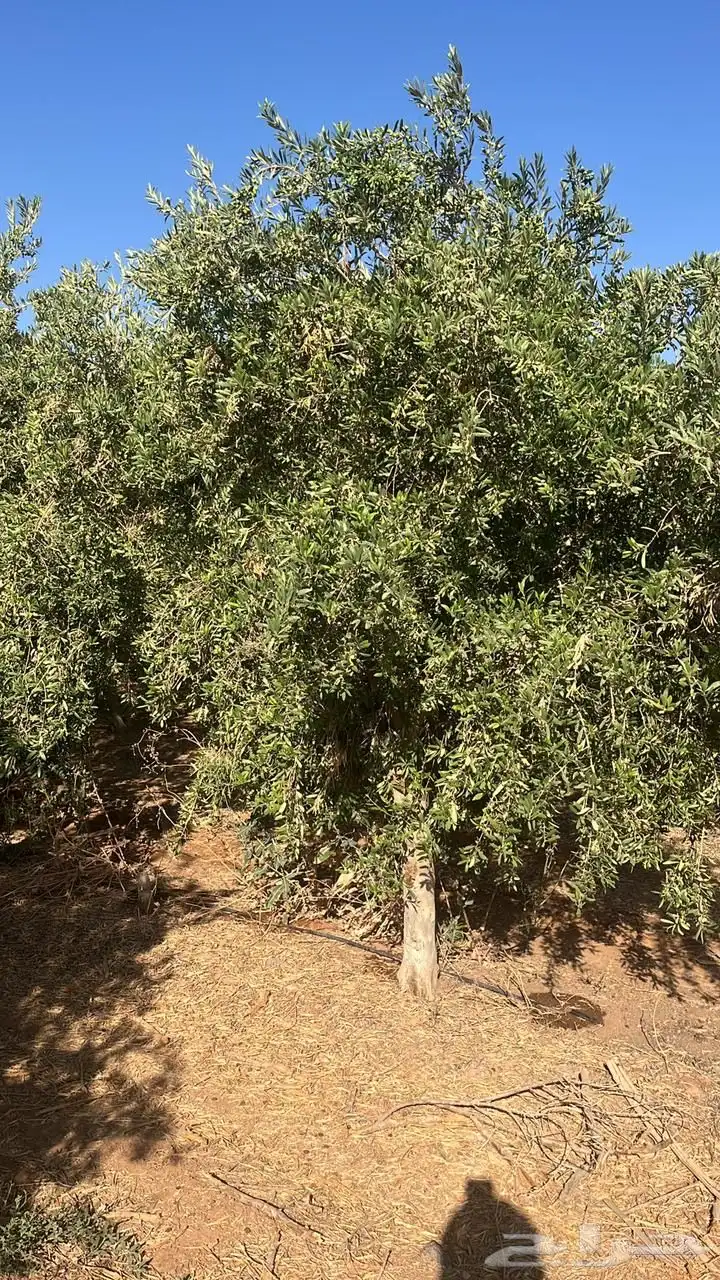 اشجار زيتون 9