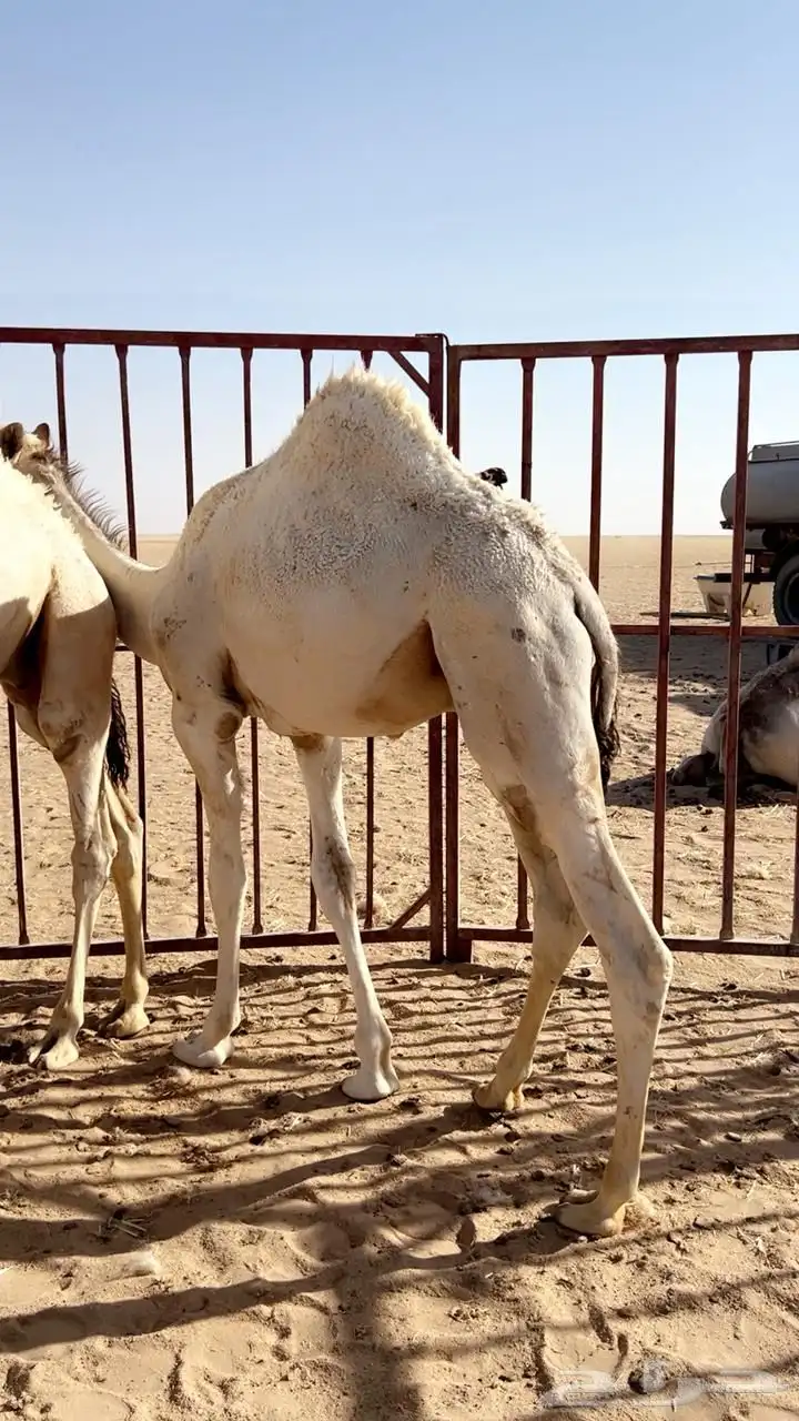 قعدان 0