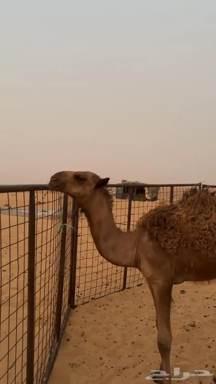 حوار عمره ثلاثه شهور ونص طيب 3