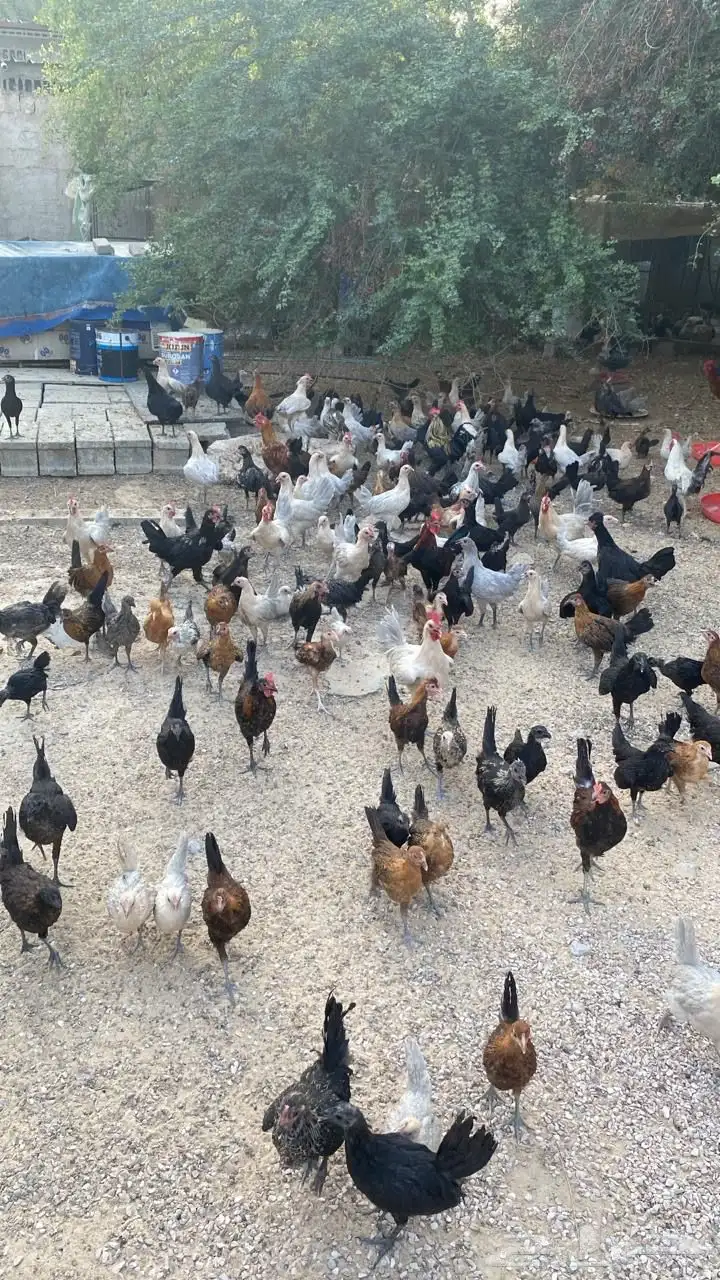 دجاج بلدي وهندي فيومي ألمنيوم 1
