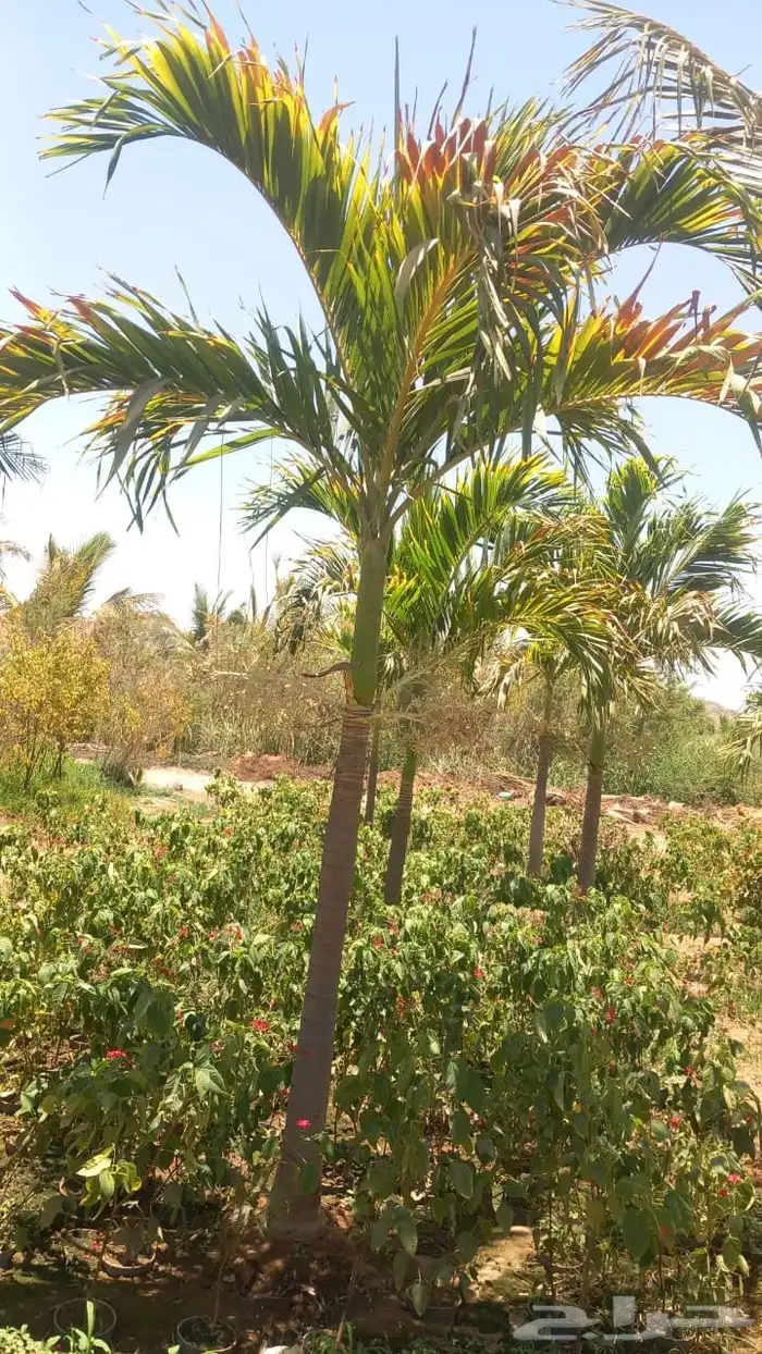 نخيل (شامروبس وكناري فتيشيا ورابس وزمييا ) نخيل زينة فخم 8