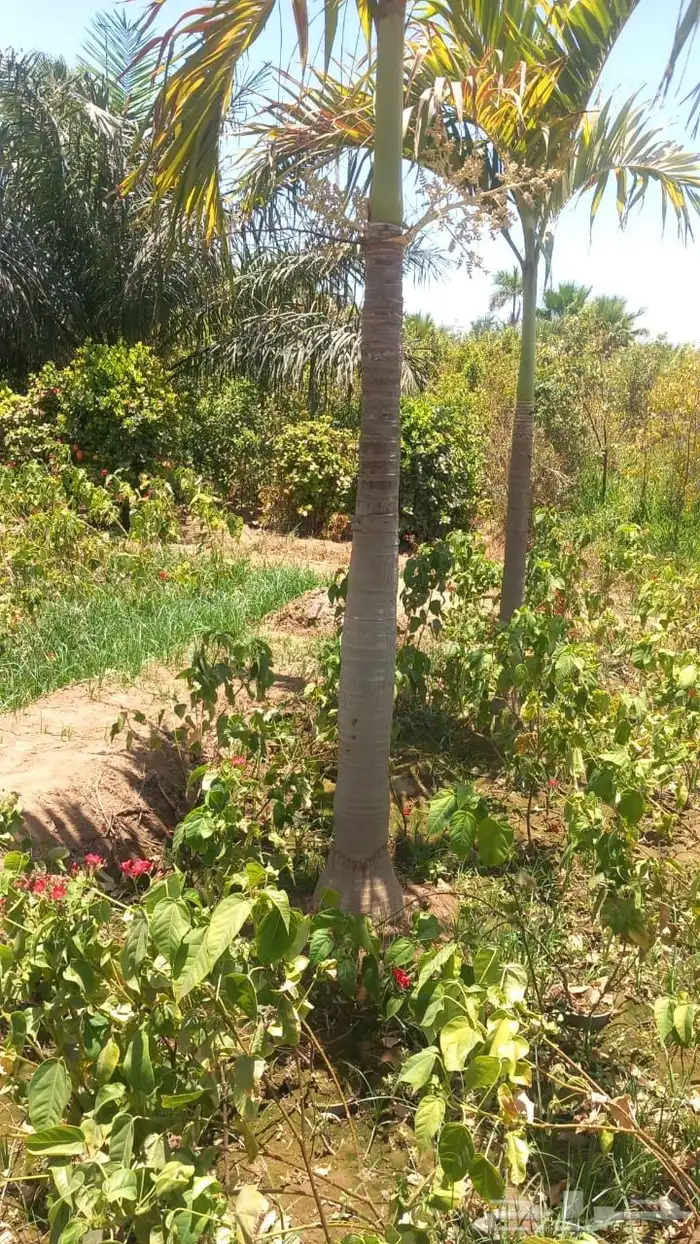 نخيل (شامروبس وكناري فتيشيا ورابس وزمييا ) نخيل زينة فخم 7