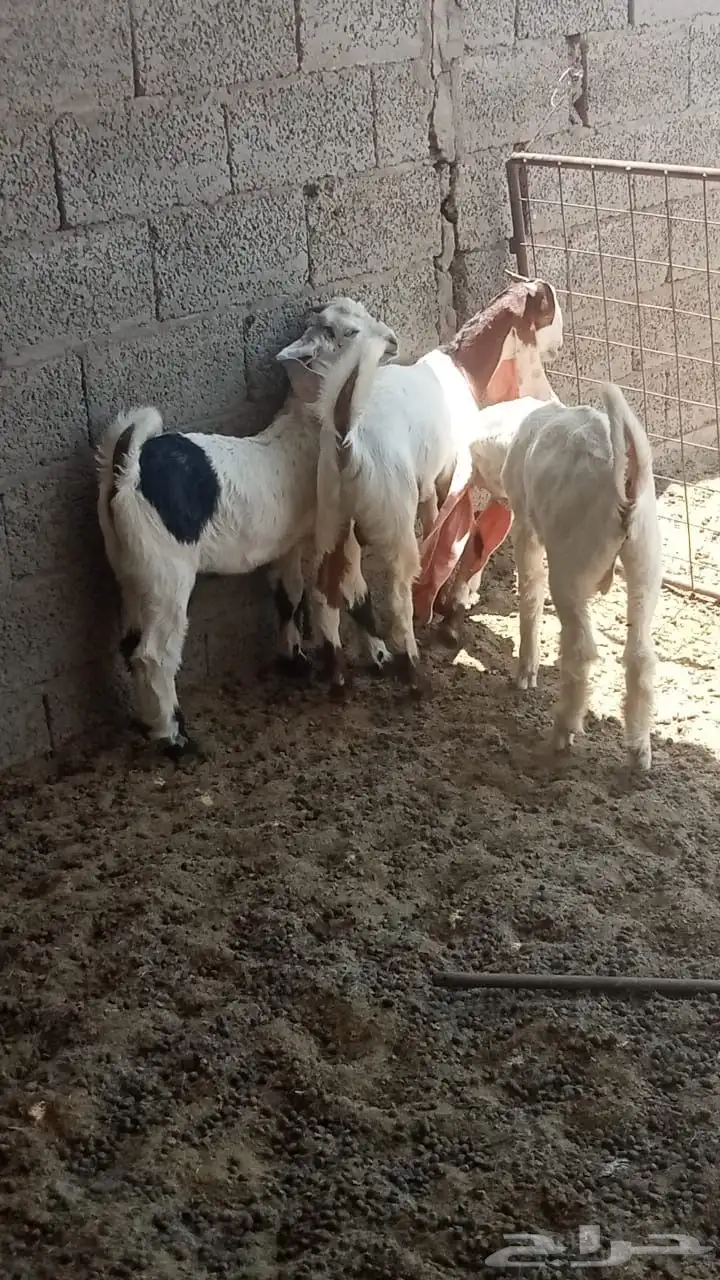 ثلاث تيوس مطوره 0