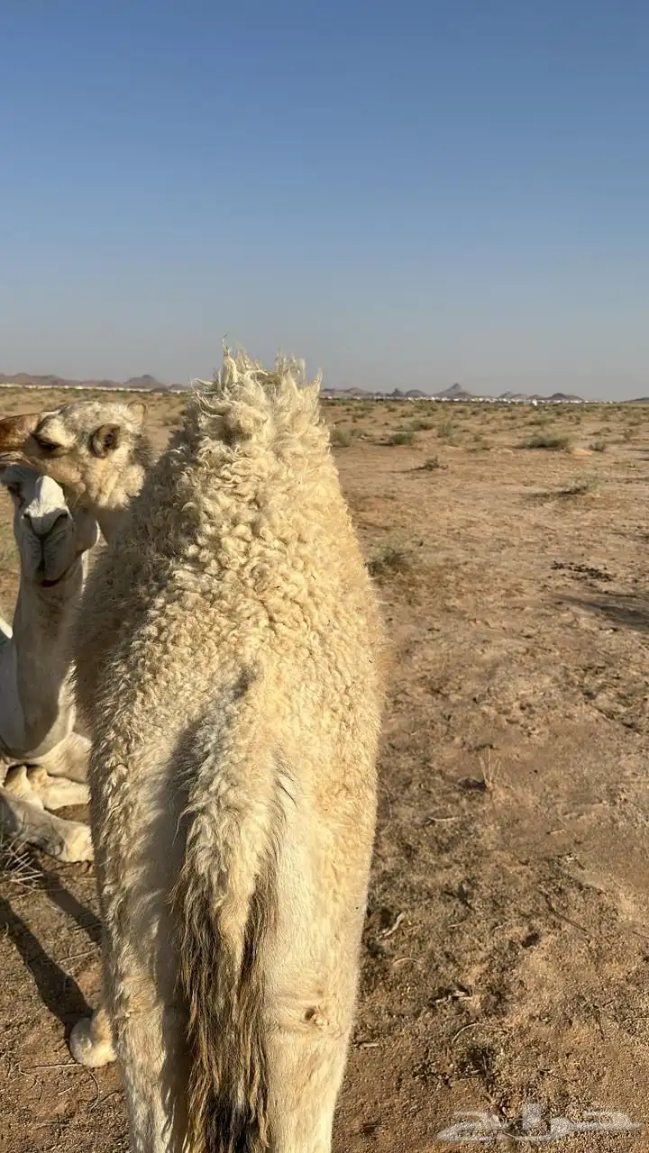 قعود ذبح 1