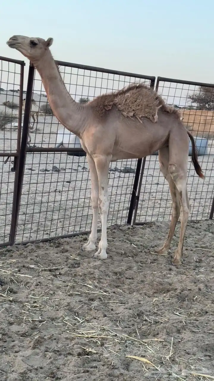 ناقه سودانيه تحتها بكره بنت عز الجيش جمل ياسر عميره الجهني 0