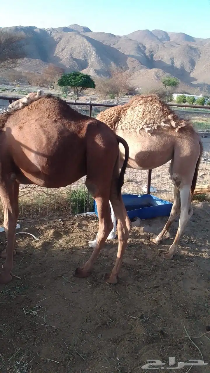 قعود وبكره العمر فوق 9 شهور الموقع رخو 0