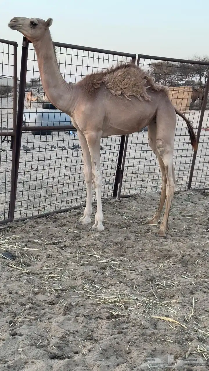 ناقه سودانيه تحتها بكره بنت عز الجيش جمل ياسر عميره الجهني 3