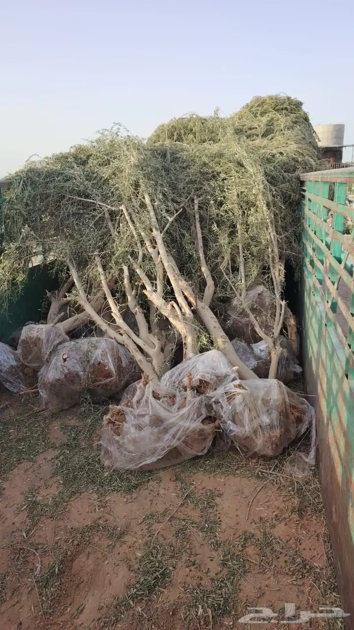 اشجار زيتون 4