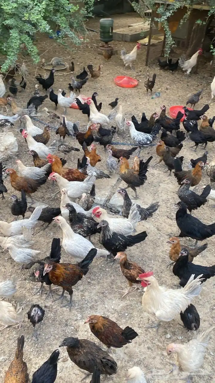 دجاج بلدي وهندي فيومي ألمنيوم 3