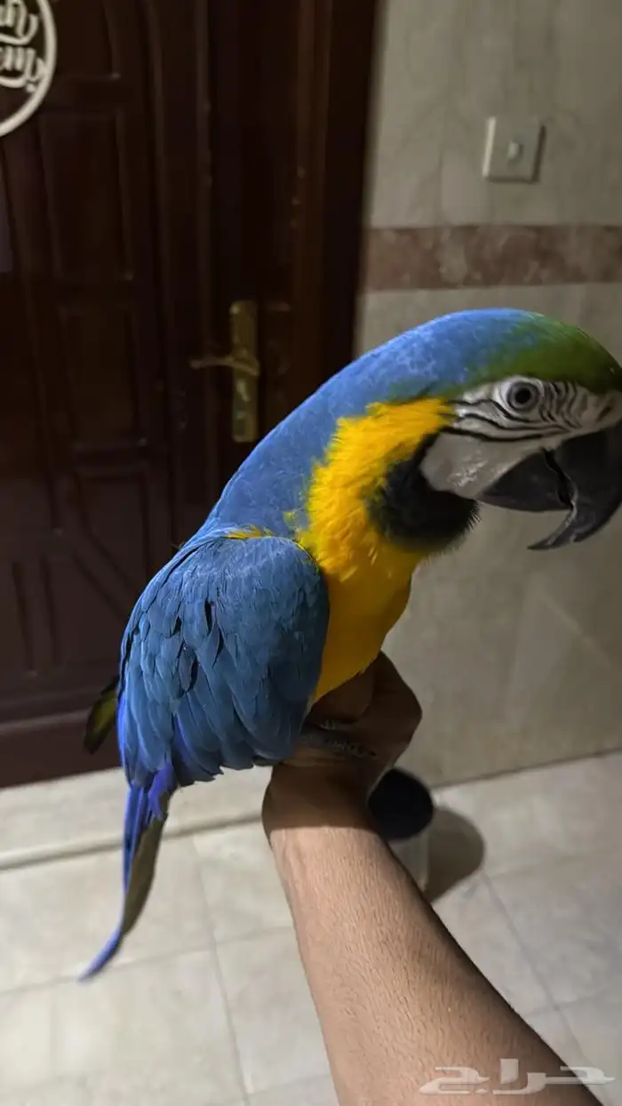 ببغاء مكاو 1