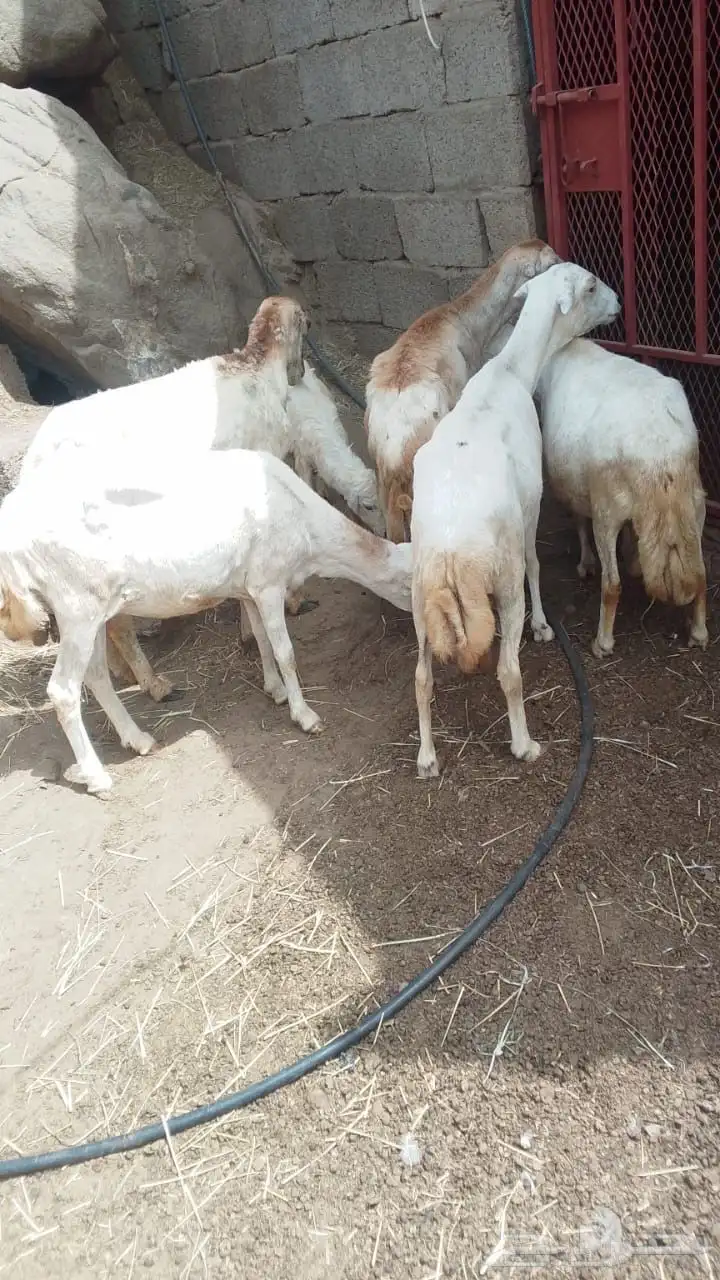 نعاج رفيديات الموقع فيفاء 0