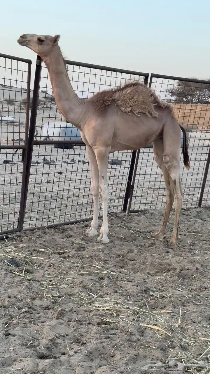 ناقه سودانيه تحتها بكره بنت عز الجيش جمل ياسر عميره الجهني 1