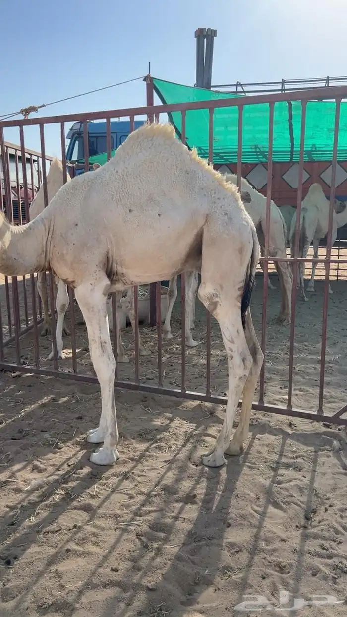 قعدان 1
