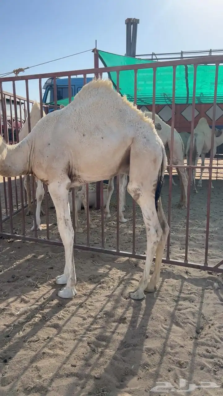 قعدان 1