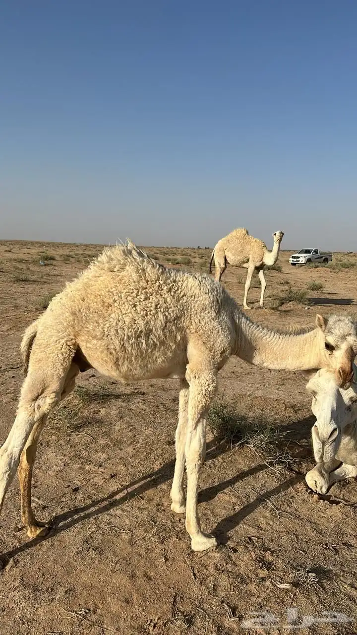 قعود ذبح 2