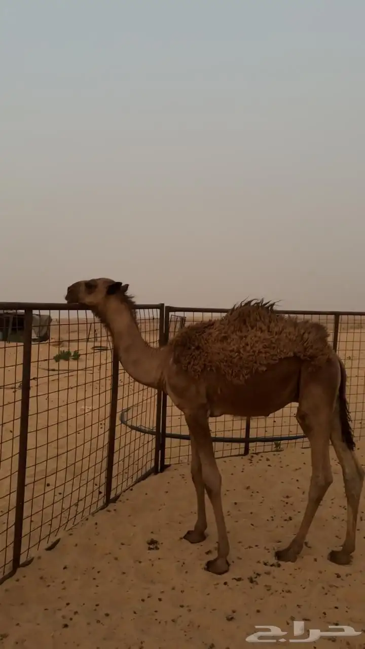 حوار عمره ثلاثه شهور ونص طيب 4