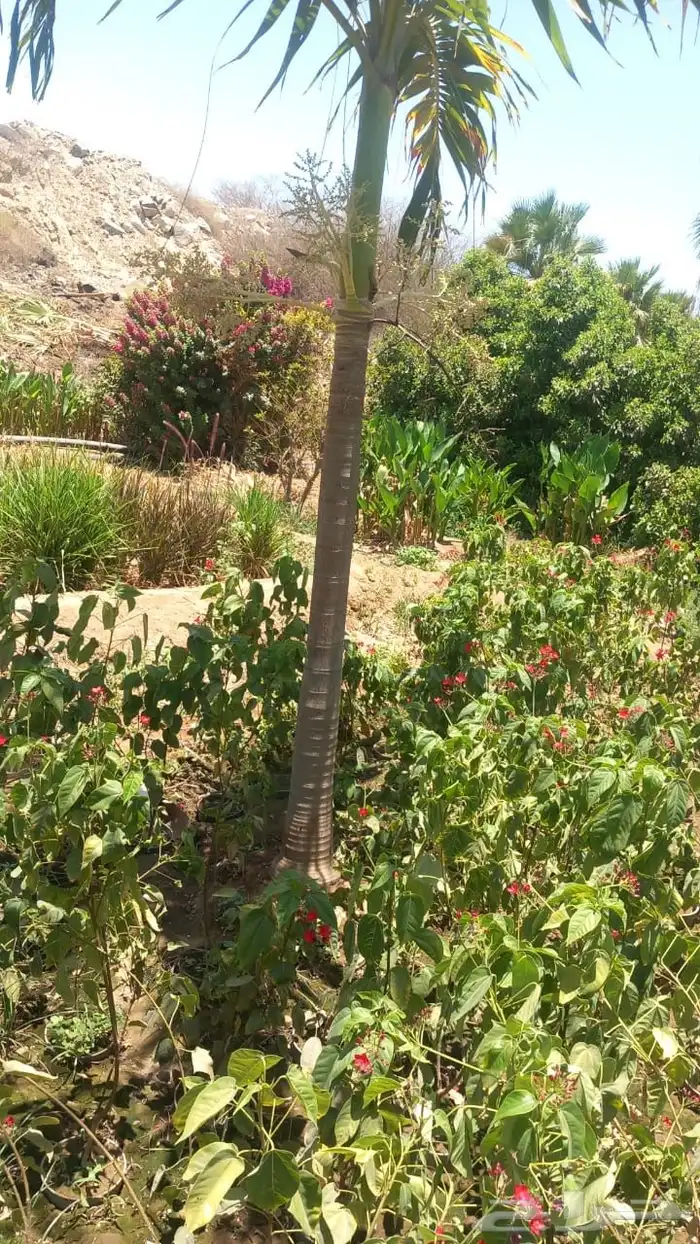 نخيل (شامروبس وكناري فتيشيا ورابس وزمييا ) نخيل زينة فخم 6