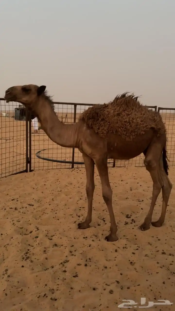 حوار عمره ثلاثه شهور ونص طيب 0