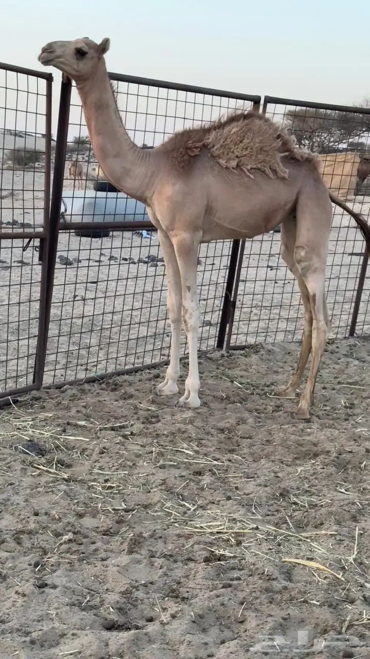 ناقه سودانيه تحتها بكره بنت عز الجيش جمل ياسر عميره الجهني 2
