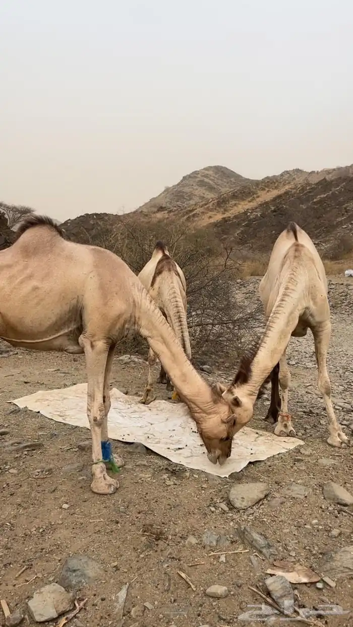 3ابل لقاح 2