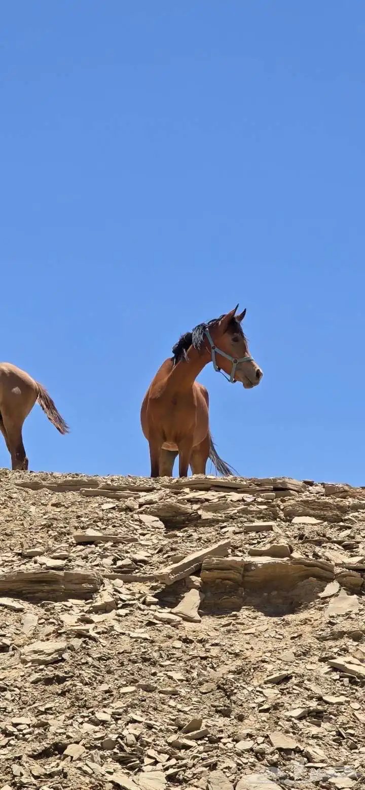مهره شعبيه قطعة واهو 0