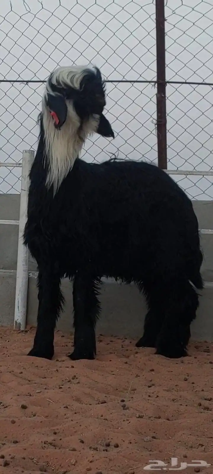 مشروع فحل ادغم صنف 1