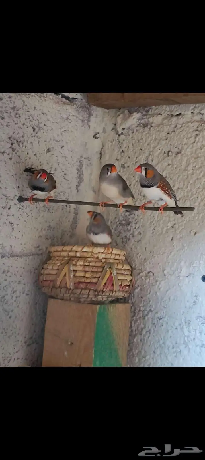 Zebra finches 0