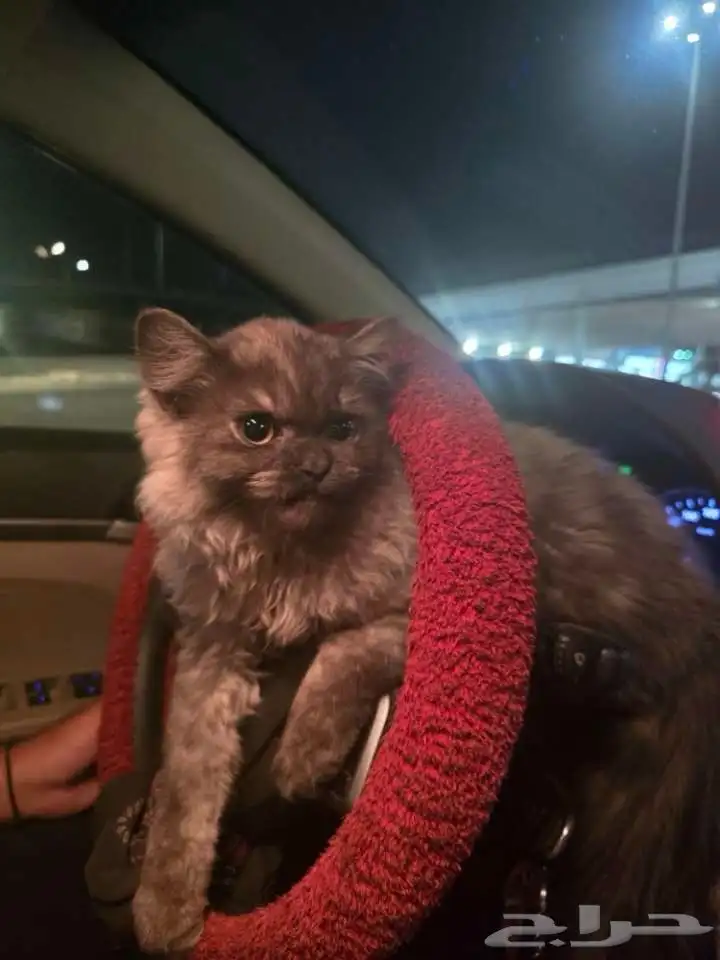بسه ضايعه جده حي الصفا 0