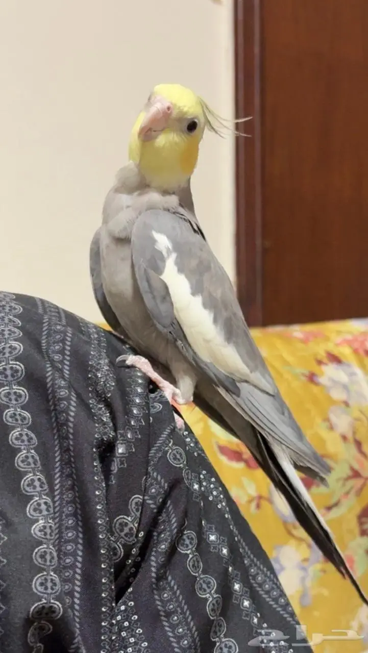 ذكر كروان باستل 2