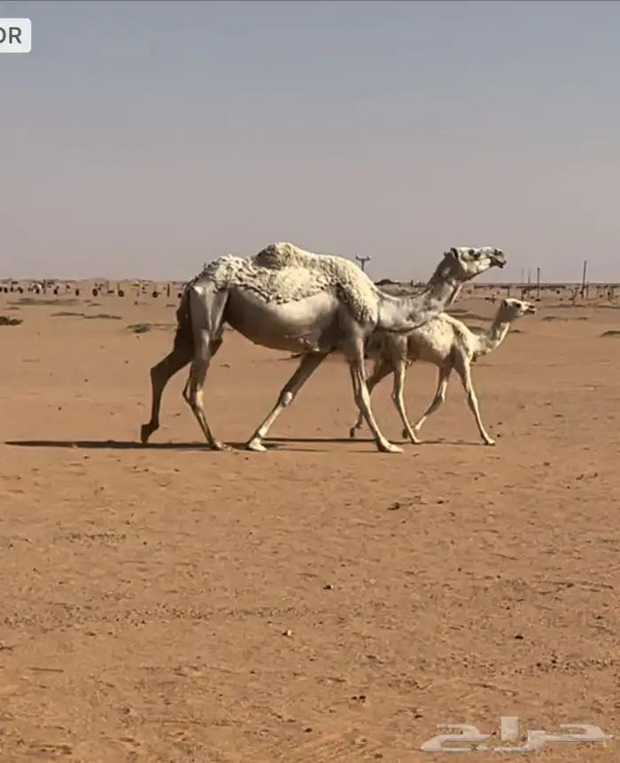 ضروبه وضحاء عشراء ذمه ما تحتها شي 5000 على جميع الشروط 0