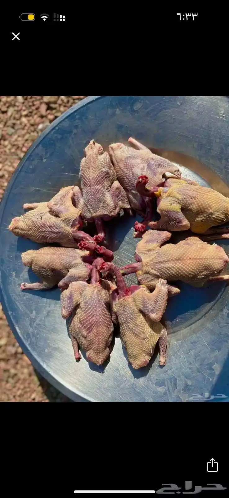 حمام فرنسي عرض يوم الجمعة 0