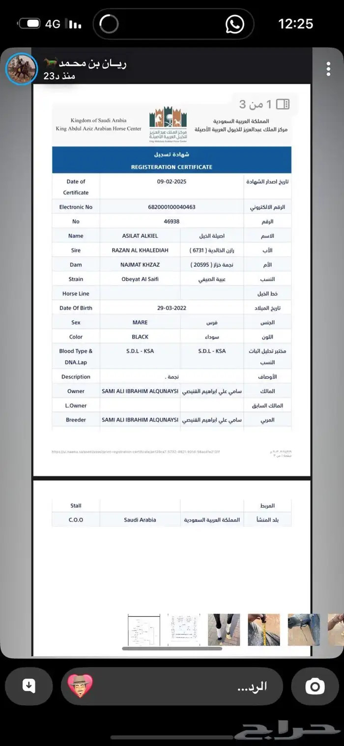 فرس واهو طيبة 4