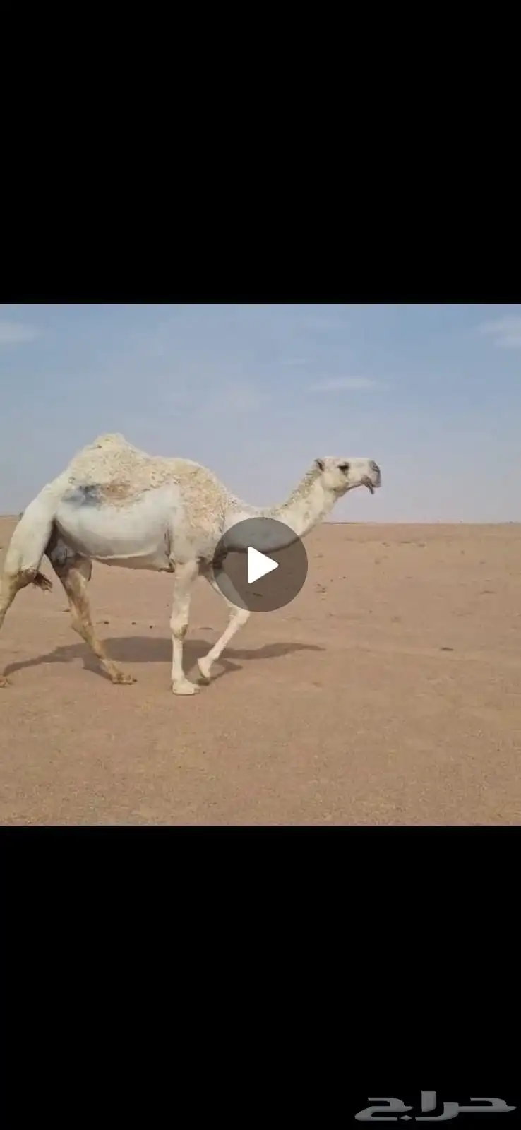 وضحاء كفو معشر 0