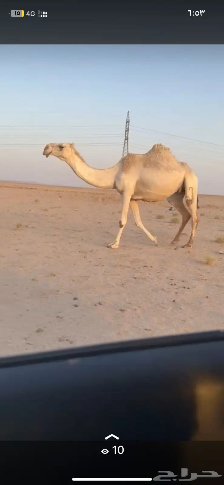 لقحه وضحاء 1