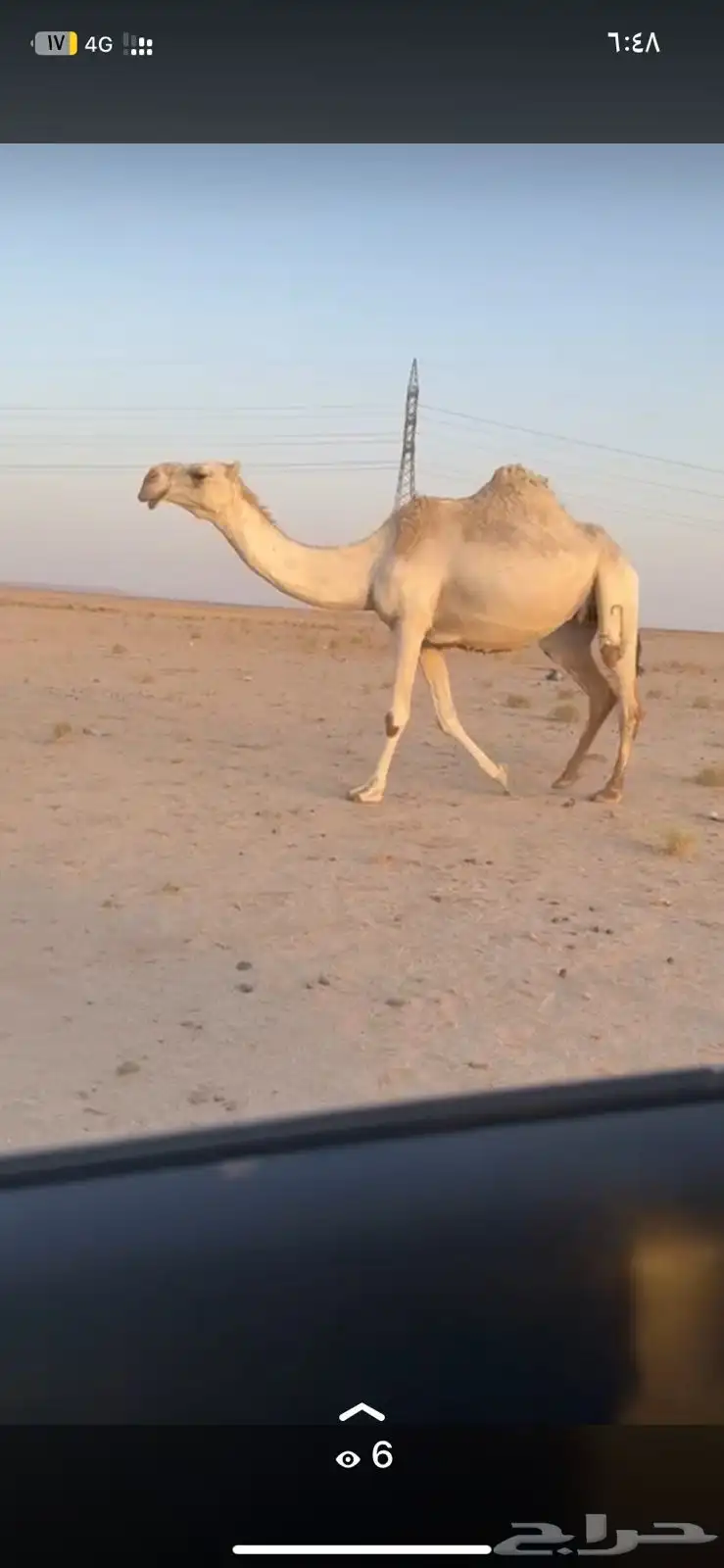 لقحه وضحاء 0