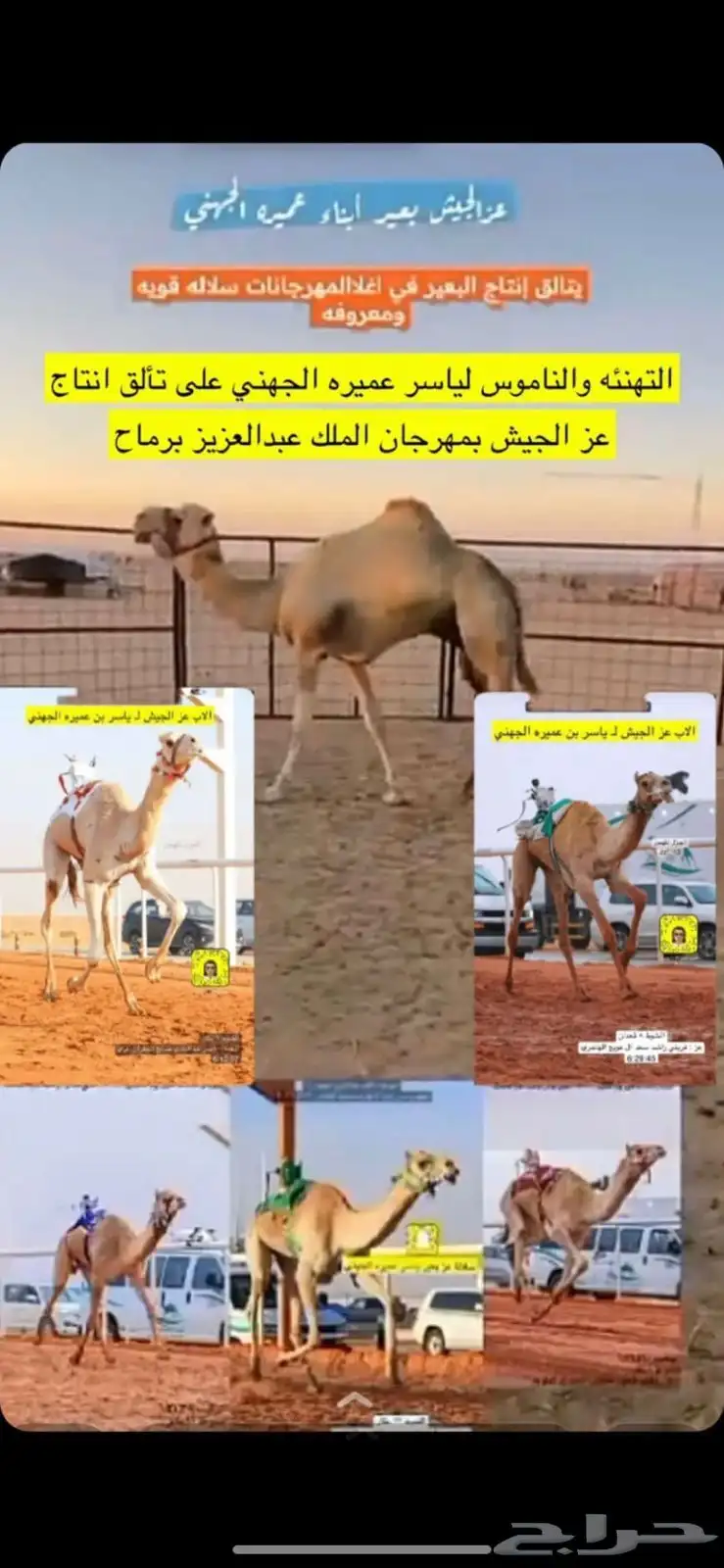 ناقه سودانيه تحتها بكره بنت عز الجيش جمل ياسر عميره الجهني 7